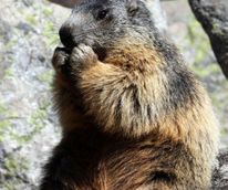 W-Marmotte