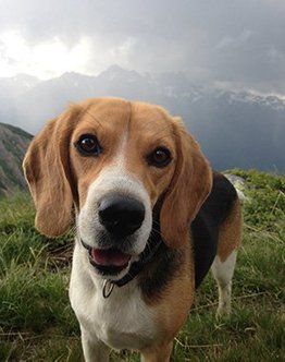 chalet voor honden beagle jackie 